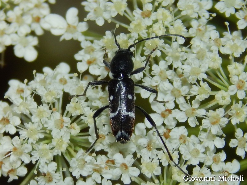 Cerambycidae: Chlorophorus sartor